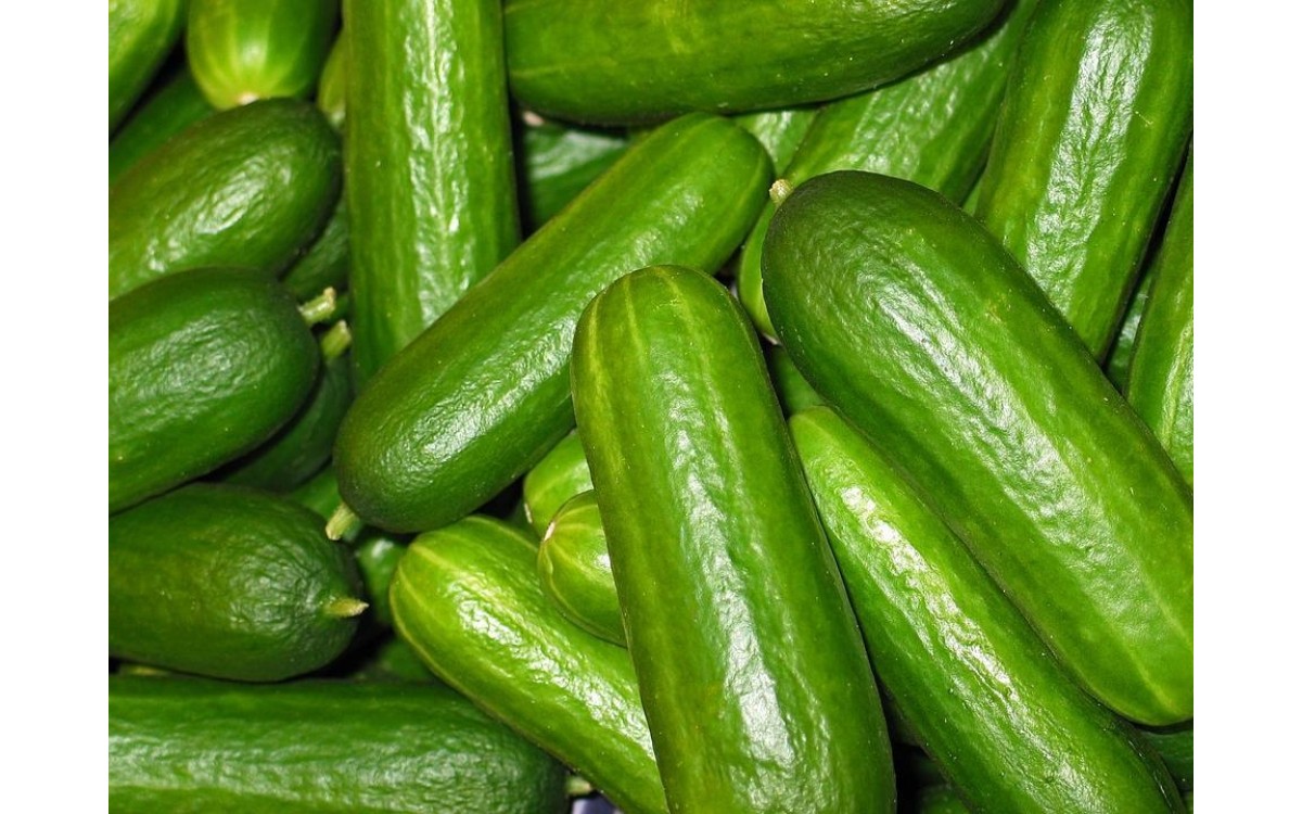 làm thế nào để trồng dưa chuột trong nhà kính